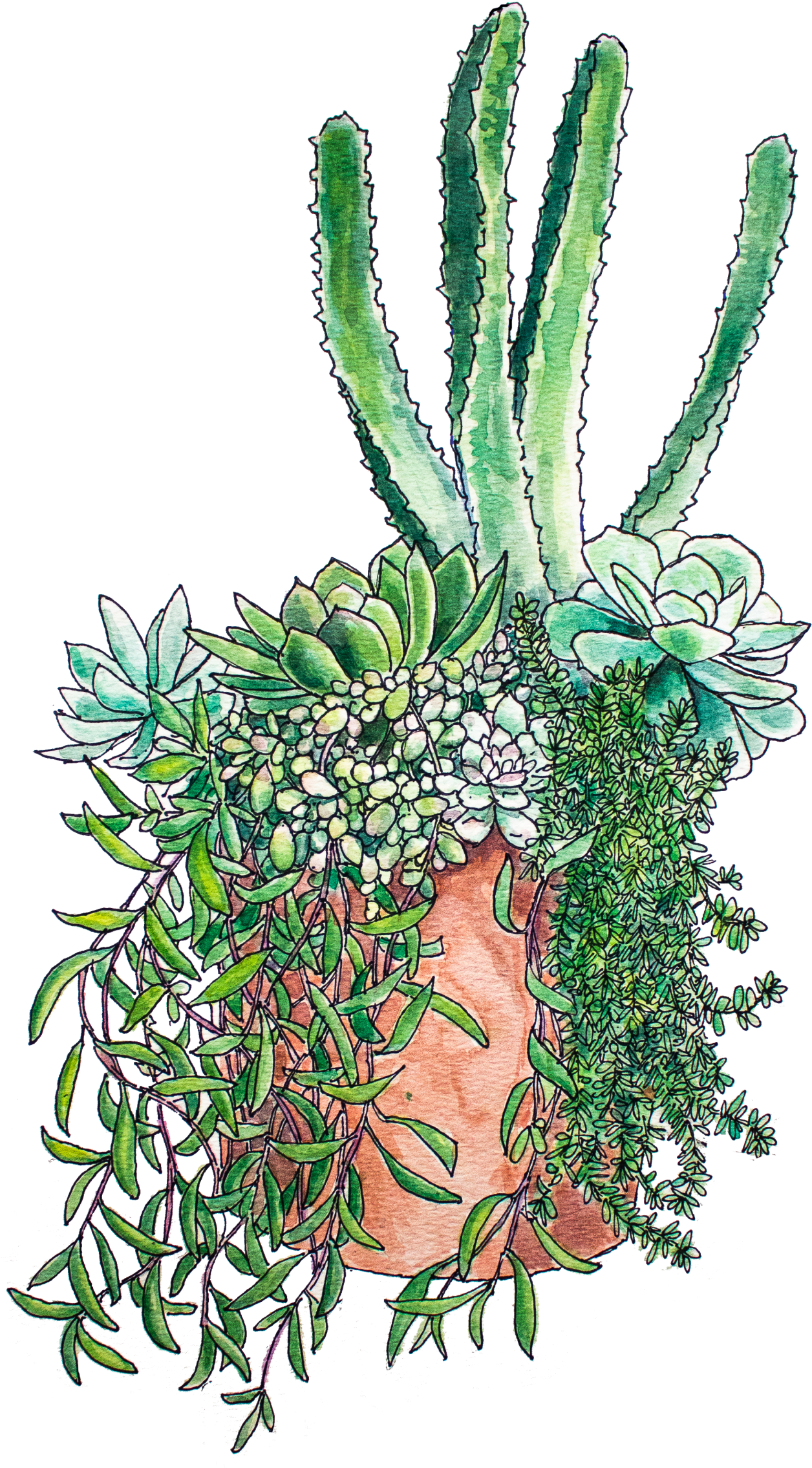 Succulent Arrangement Print - Art (1894x2560), Png Download