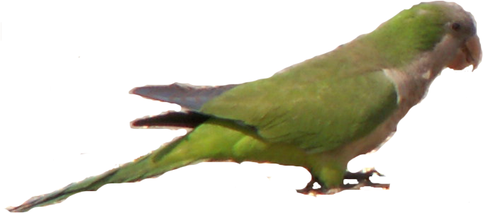 Parrots Today Current - Green Parrot In Florida (682x308), Png Download