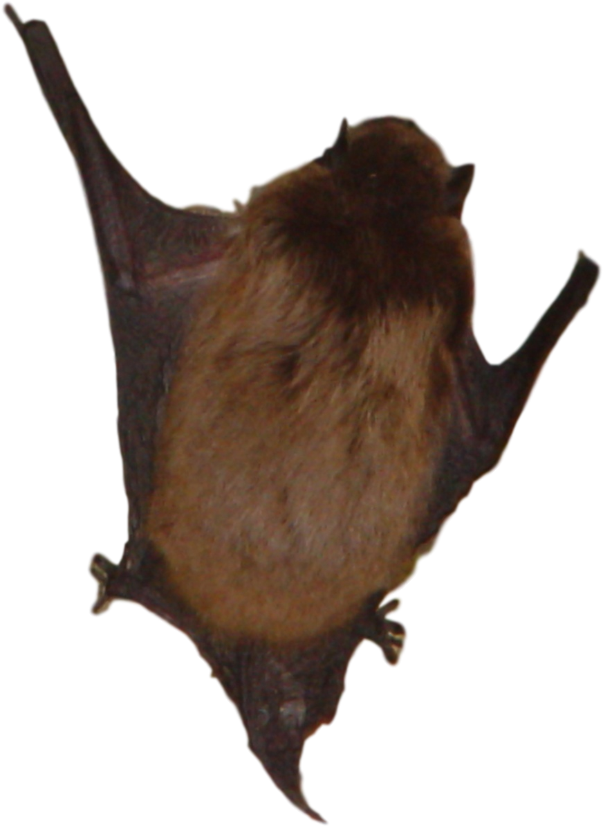 Get Rid Of Michigan Bats - Bat (882x1204), Png Download