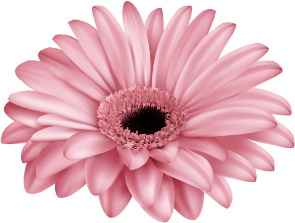 Clip Transparent Yellow Png By Thy Darkest Hour On - Clip Art (600x453), Png Download