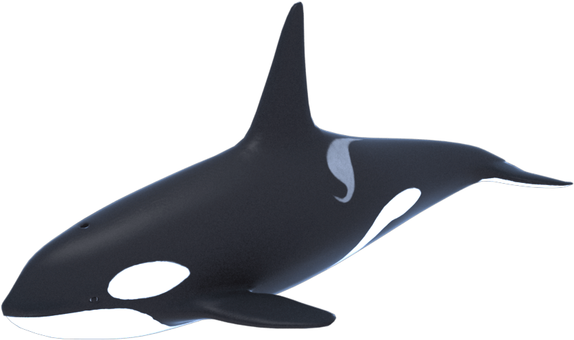 Killer Whale Png Transparent Picture - Killer Whale (850x850), Png Download