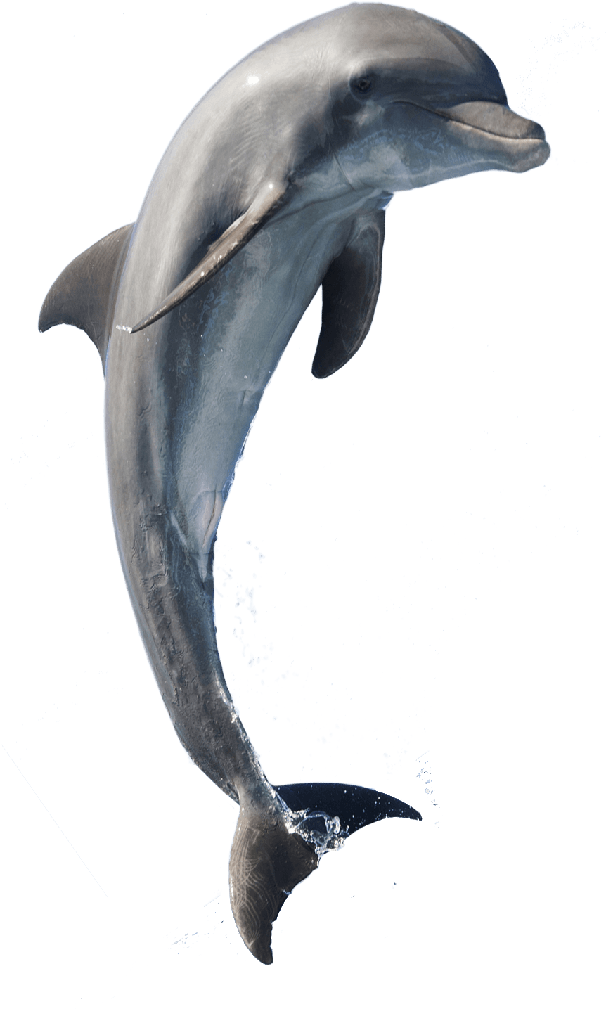 Bottle-nose-dolphins For All-over-print Tote Bag (862x1535), Png Download
