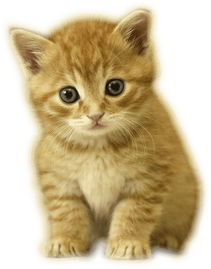 Zoom Diseño Y Fotografia - Kittens With No Background (424x540), Png Download