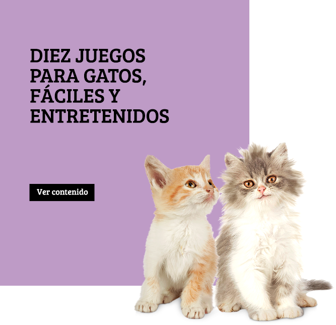 Gato - Cat (667x645), Png Download