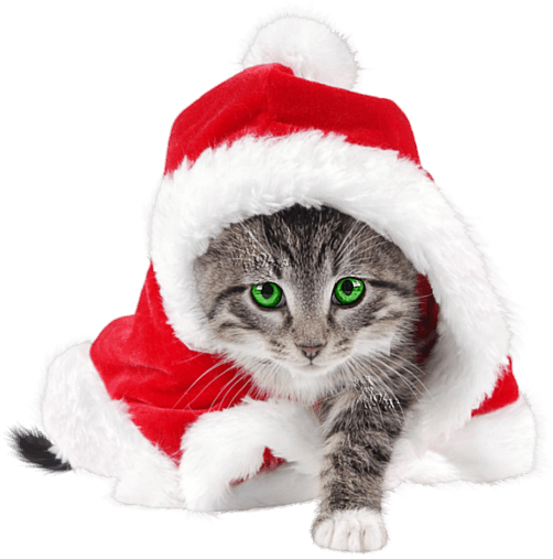 Yo Entré Y Traje Mi Regalo , Que Es Un Gato Navideño - Christmas Cat (600x555), Png Download