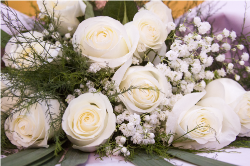 Garden Roses (500x539), Png Download