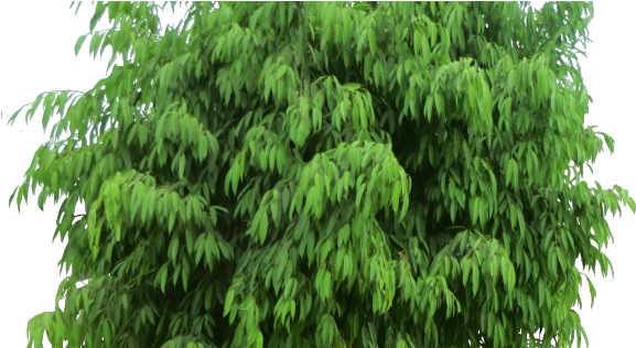 Тутовое Дерево Пнг (600x315), Png Download