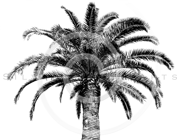 White Palm Tree Png (769x600), Png Download