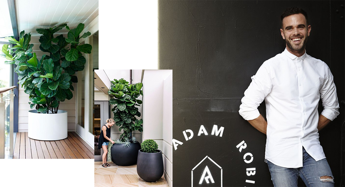 Picked Up A Fiddle Leaf Fig But Convinced You Too Lack - House (1200x651), Png Download