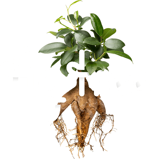 Websites - Figtree Creative (500x519), Png Download