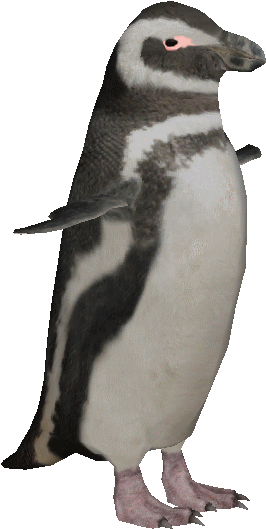 Magellanicpenguin - Zt2 Penguin (548x548), Png Download