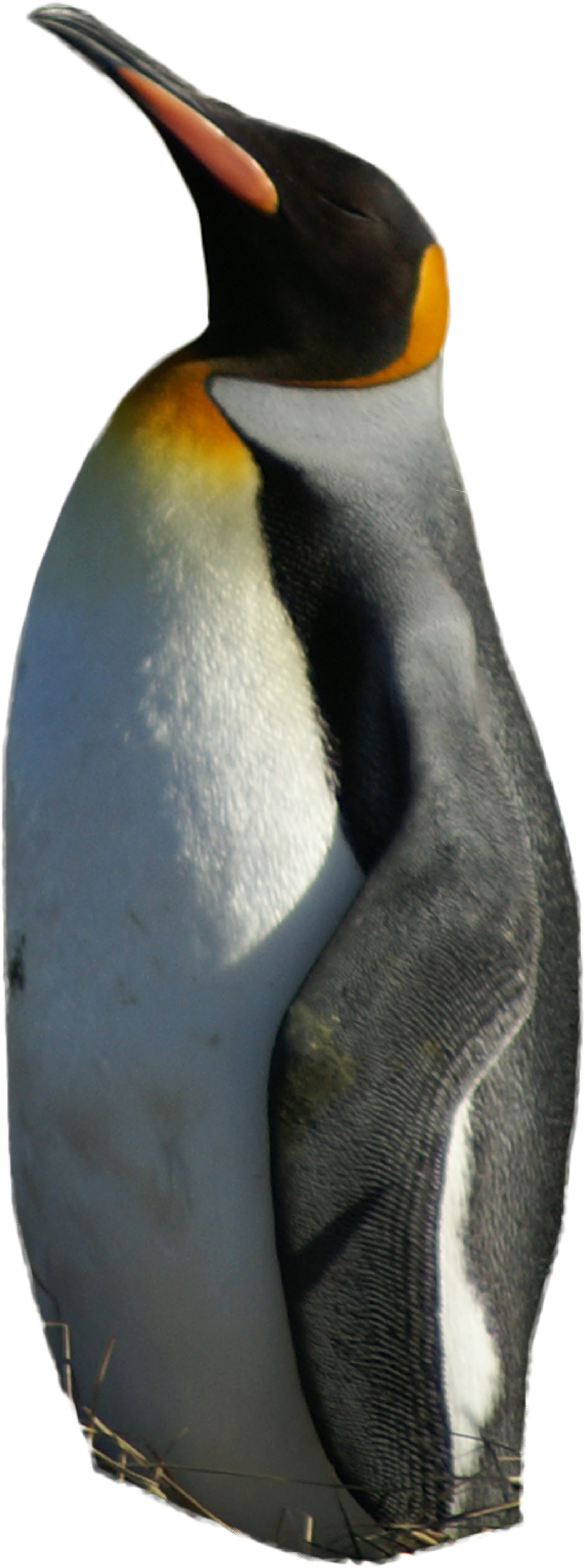 It Is The Second Biggest Penguin Of The 18 Species - King Penguin (1000x2419), Png Download