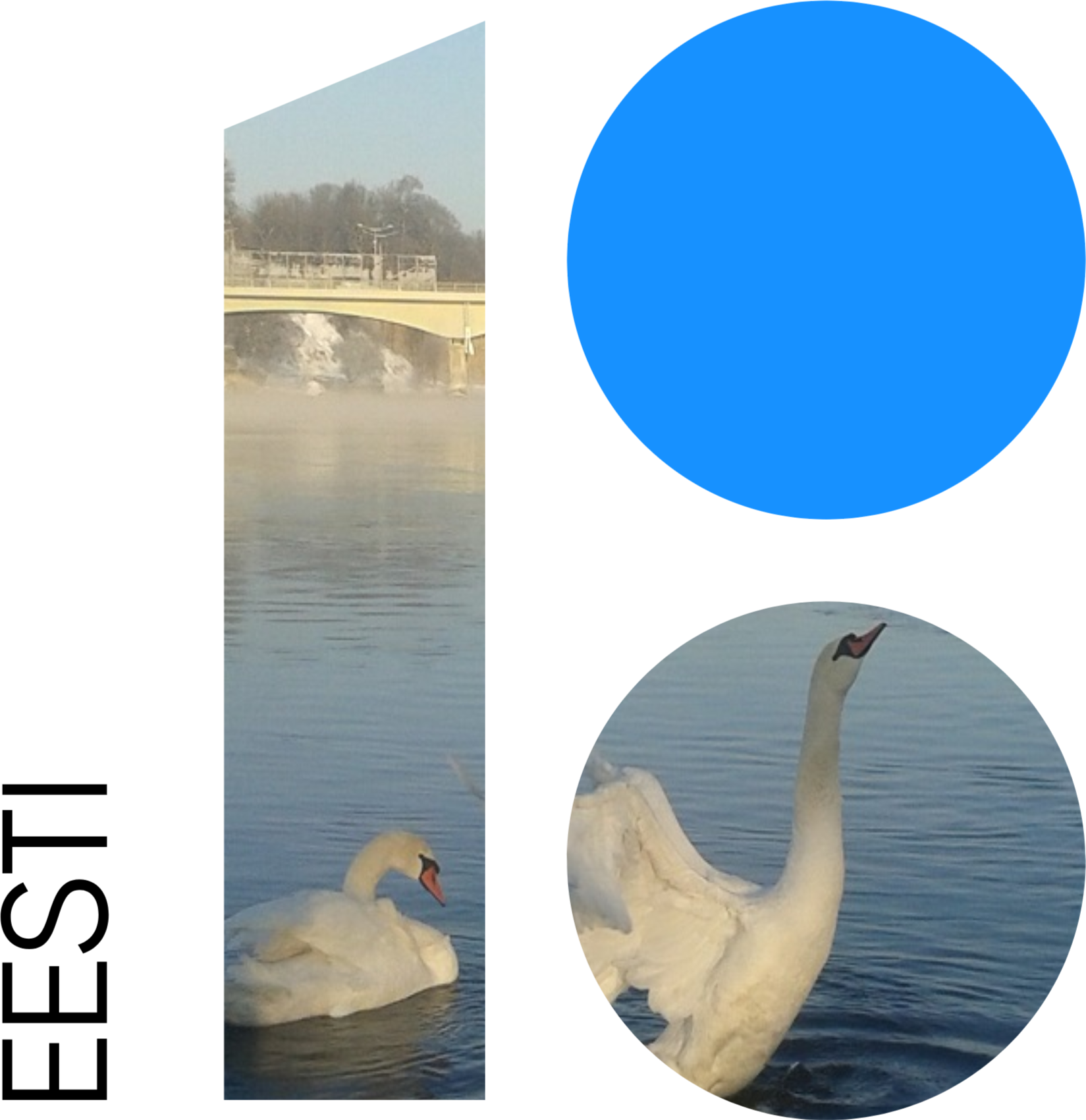 Download - Swan (1649x1700), Png Download