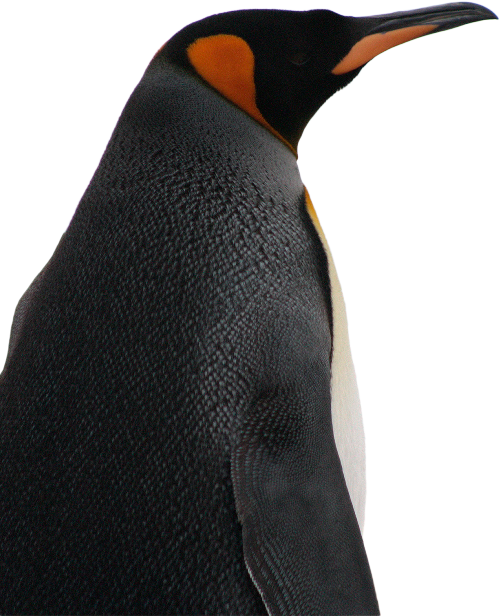 Conservation Threats - King Penguin (1000x1231), Png Download