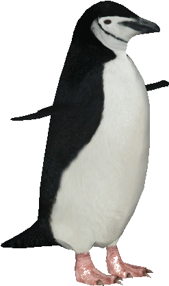 Chinstrappenguin - Chinstrap Penguins Transparent Background (445x445), Png Download