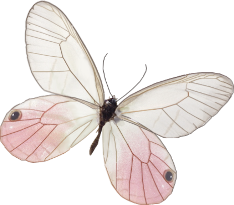 Related Image - « - Borboleta Rosa Vintage Png (465x408), Png Download