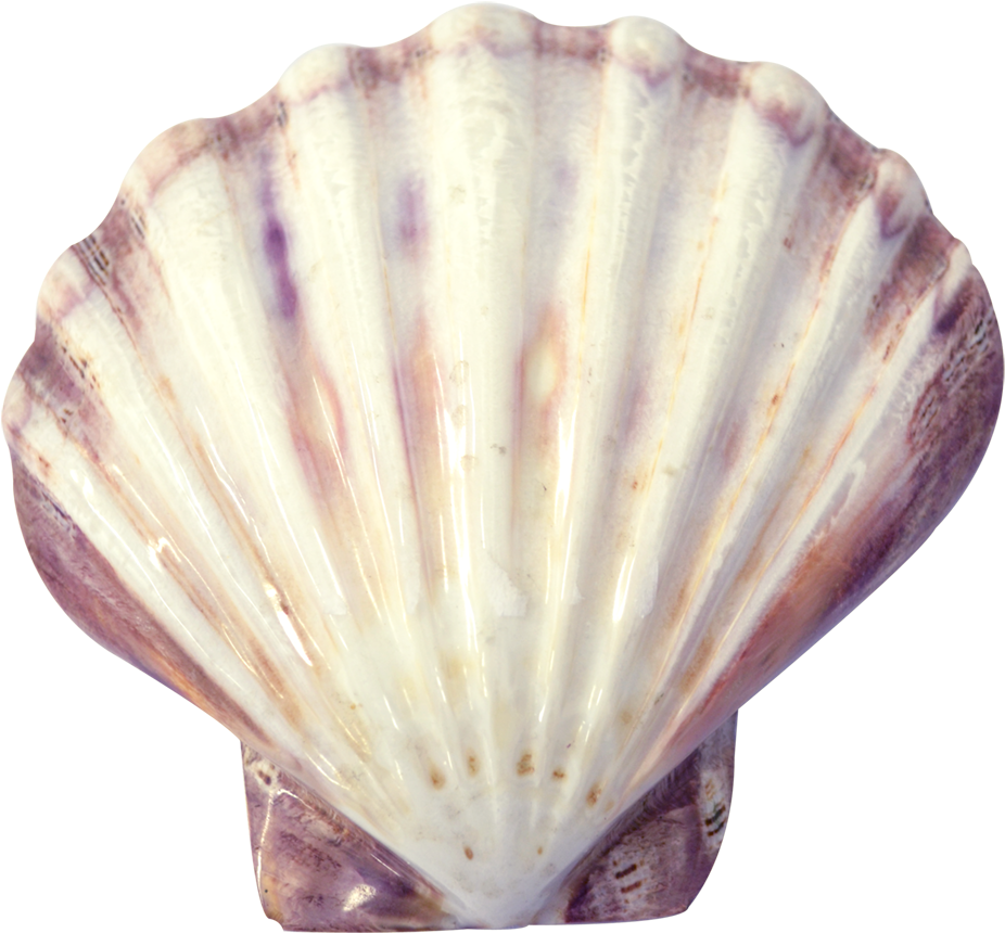 Lion's Paw Decorative Shell Seashell - Polished 5-7" (1650x1100), Png Download