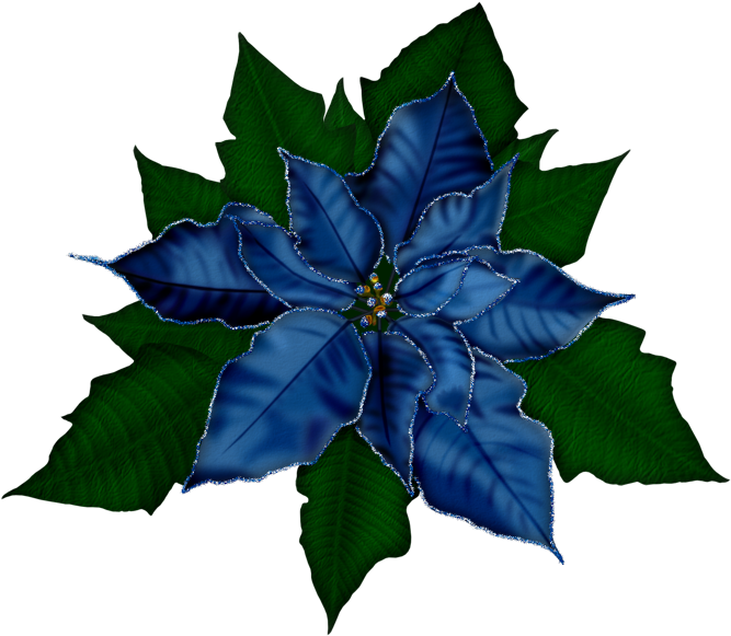 Christmas Flowers - Poinsettia .png (680x600), Png Download