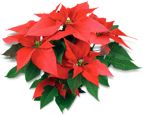 Explore Christmas Flowers, Winter Christmas, And More - Poinsettias Transparent Background (500x412), Png Download
