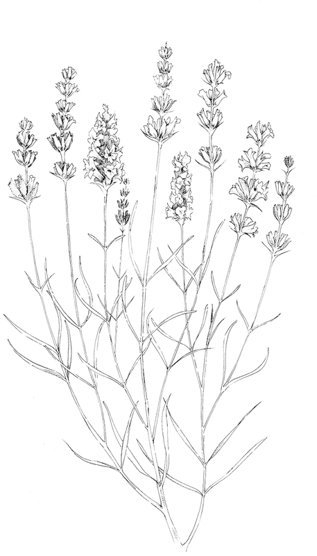 Lavender 6rhu - Line Art (457x800), Png Download