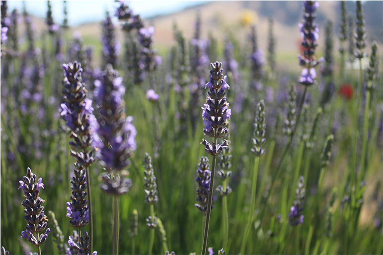 Culinary Lavender - Culinary Arts (770x770), Png Download