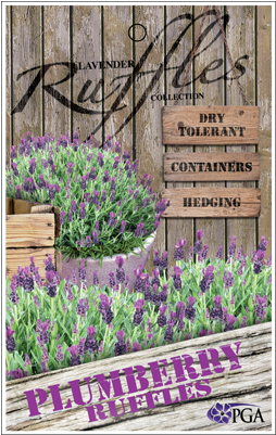 Find A Supplier - Aubretia (300x400), Png Download