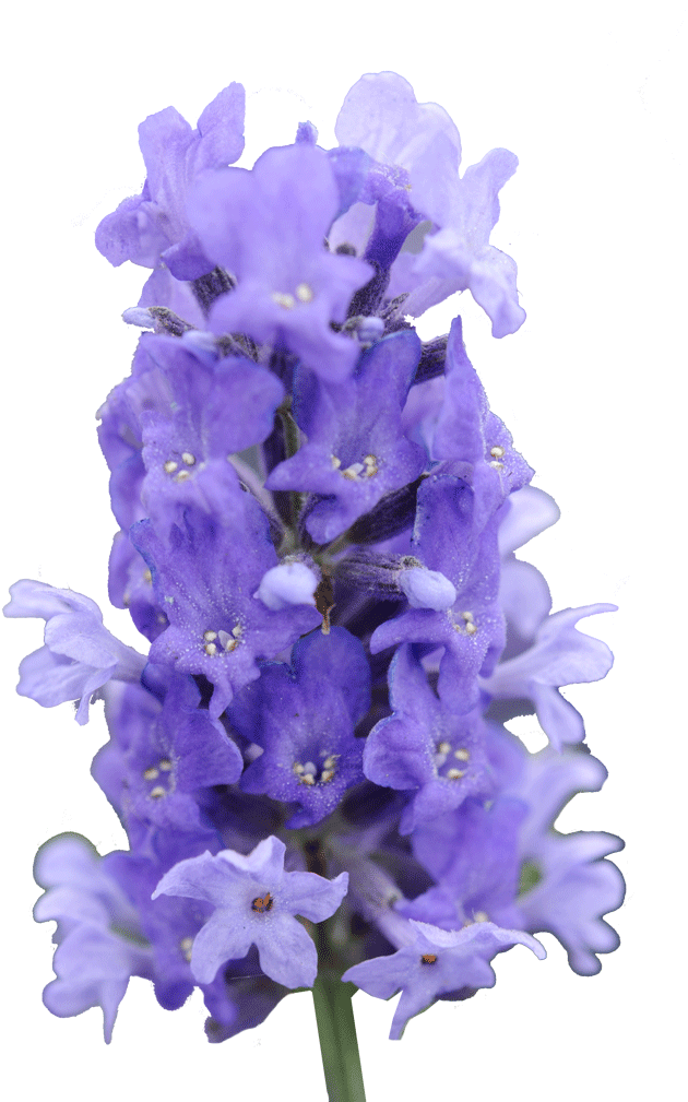 Cut Out 1024x1024 Lavender (1024x1024), Png Download