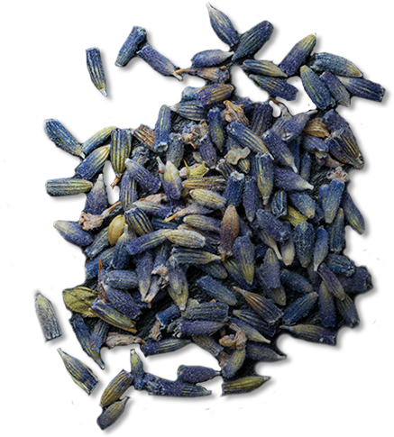 Lavender - Sunflower Seed (614x614), Png Download