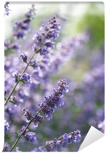 Close Up Image Of Wild Lavender Plant Landscape With - Photography (400x400), Png Download