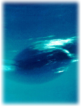 One Of These Lasted For A Few Years And Was Called - Neptune Planet Close Up (325x431), Png Download