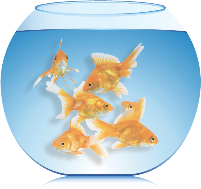 The More Fish You Put Into The Aquarium, The Less Time - Fish (793x672), Png Download