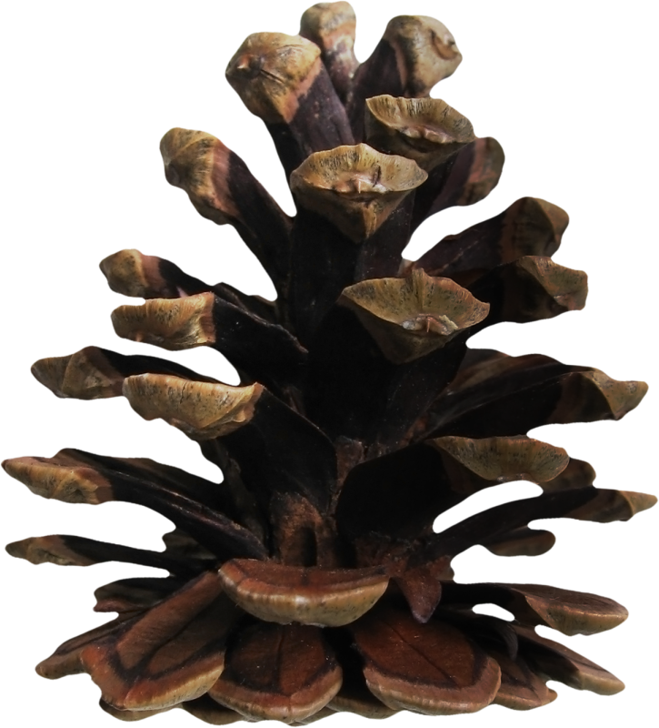 0 Bfe12 Db98437d Orig - Western Yellow Pine (725x800), Png Download