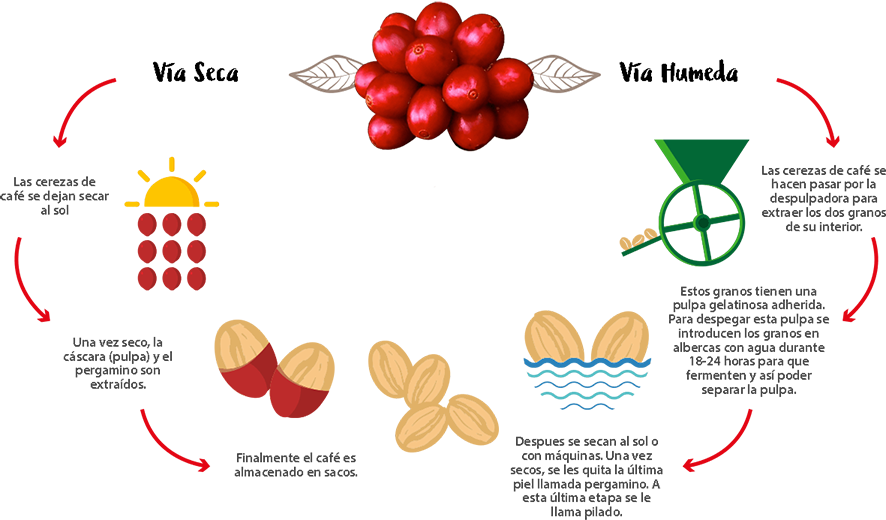Proceso-ciclo - Process Of Coffee (886x520), Png Download