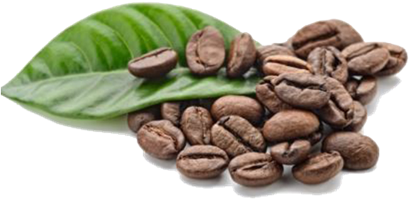 Café Duke Is Born Of The Collaboration Of Npg With - Arabica Coffee Seed Oil, 100% Pure/ Natural. (600x360), Png Download