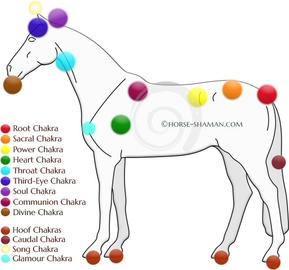 Part - Horse Chakras (587x550), Png Download