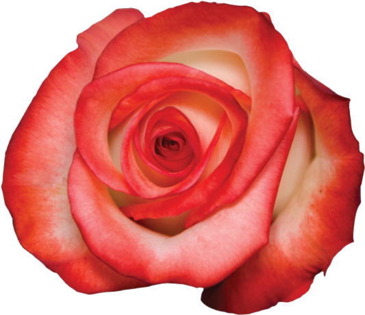 Blushing (597x502), Png Download