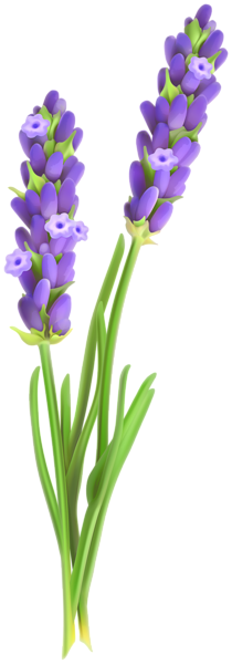 0, - Lavender Flower Clipart (210x600), Png Download
