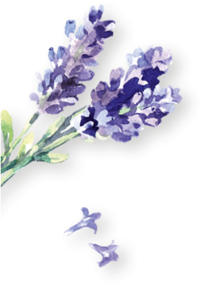 Lavendel Links - English Lavender (400x758), Png Download