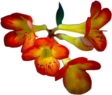 Click And Drag To Re-position The Image, If Desired - Cattleya (600x600), Png Download