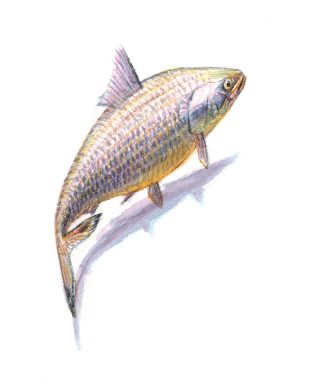 Hilsa Is A Fast Swimmer - Coregonus Lavaretus (511x383), Png Download