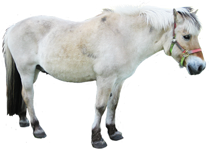 White Horse Png White Horse Clipart Clipart Of Small - Grey Horse Transparent Clipart (413x298), Png Download