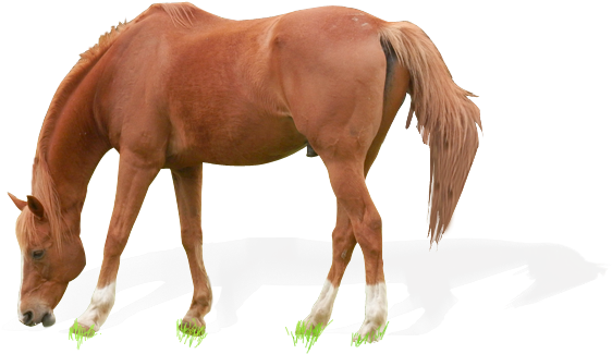 Horse Grazing On The Meadow - Horse Grazing Transparent (614x338), Png Download