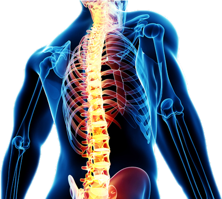 Minimally Invasive Spinal Surgery - Neurosurgery Spine (461x400), Png Download