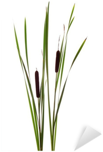 Cattails Sticker • Pixers® • We Live To Change - Cattail (400x400), Png Download