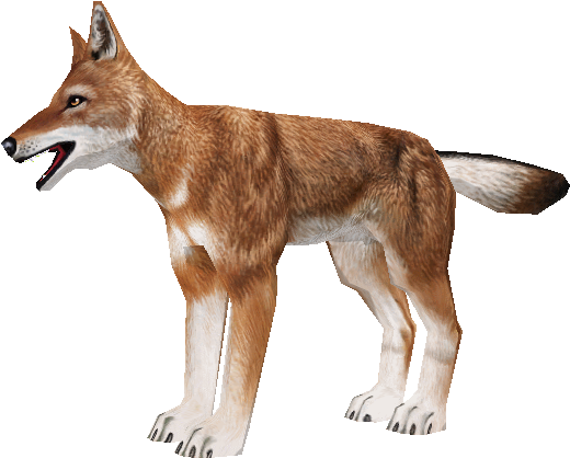 Download Zip Archive - Zoo Tycoon 2 Ethiopian Wolf (750x650), Png Download