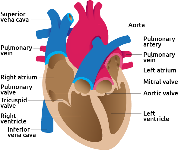 Detail Image Of Human Heart - Heart In Detail (631x530), Png Download