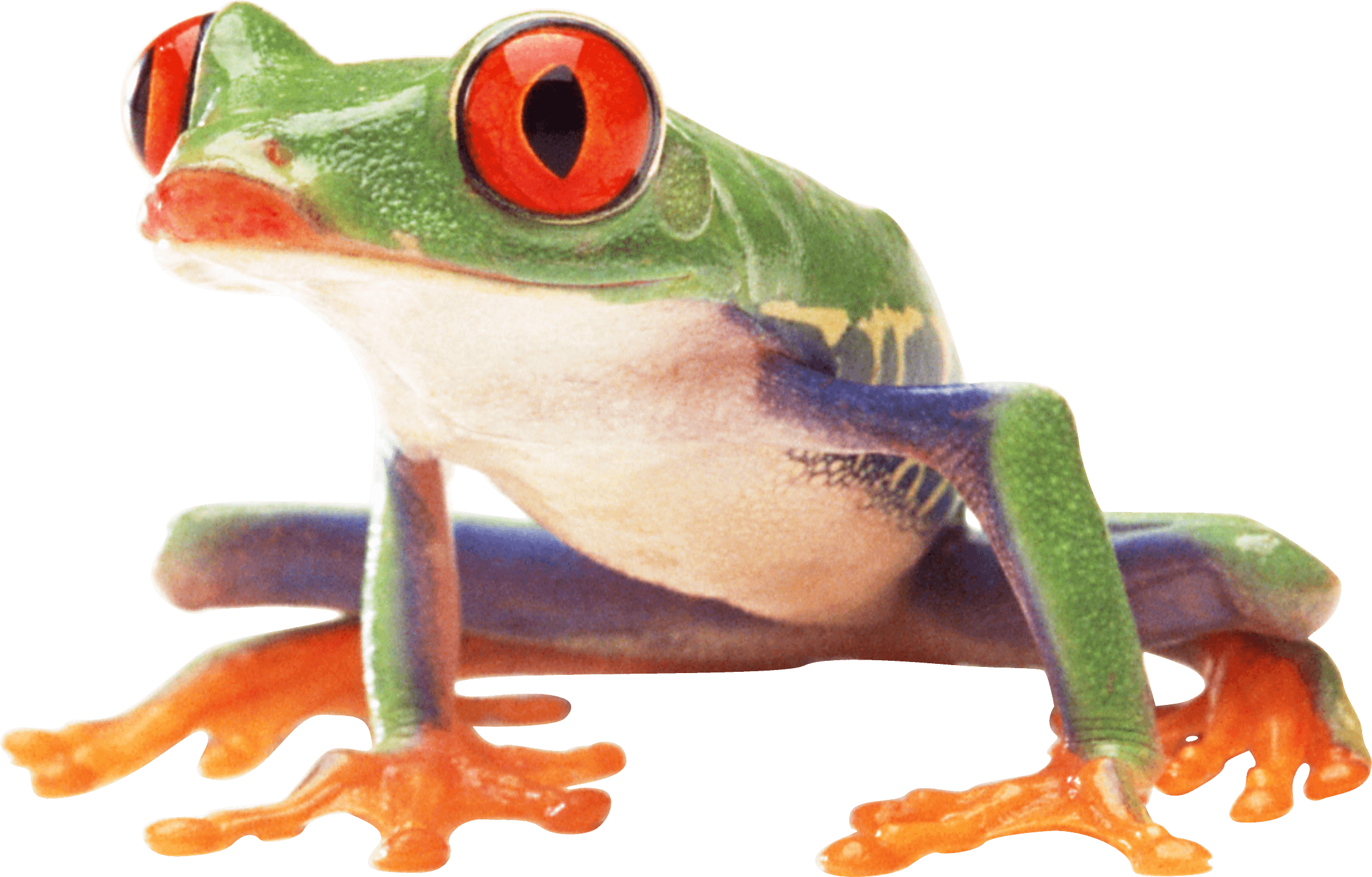 Clown Frog Sideview - Frog Png (2239x1432), Png Download