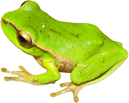 Save The Frogs Day - Animal (524x408), Png Download