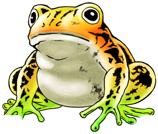 Unit Frog Big White - Frog (720x800), Png Download