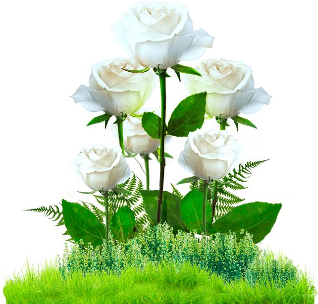 Jardin De Rosas Png (761x718), Png Download